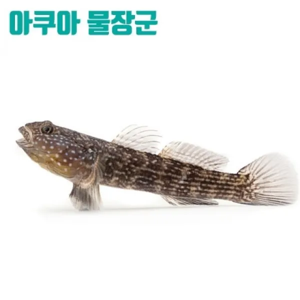 아쿠아물장군 민물검정망둑 - 1마리