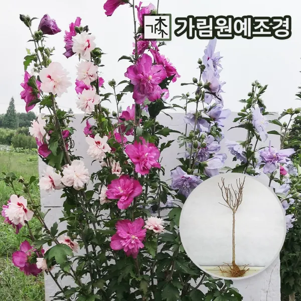 무궁화 삼색무궁화(겹꽃) 트라이컬러 스탠다드형, 3색 무궁화 트라이컬러(스탠다드형)