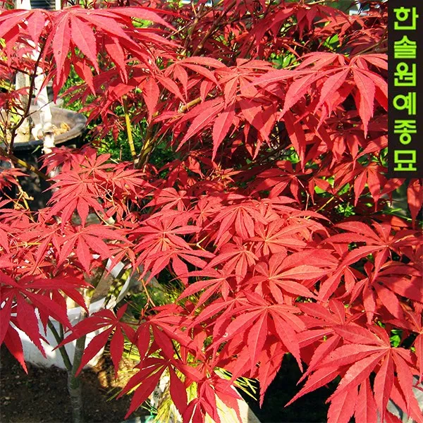사계접목홍단풍(블러드굿), 02. 사계접목홍단풍(블러드굿)-H1.0m(특)