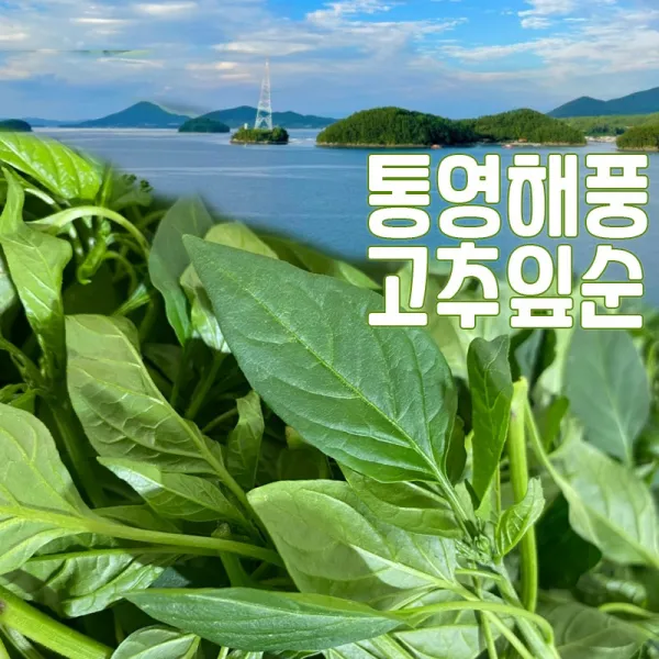 [통영 산지출하] 부드러운 생고추잎 500g 신선도 좋은 고추잎순 나물