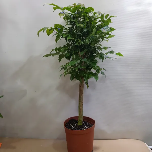 콩플라워 녹보수 외목대 키 75cm가량