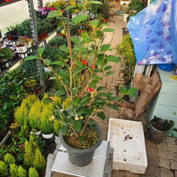 대륜동백나무 중대품 50~80cm 219
