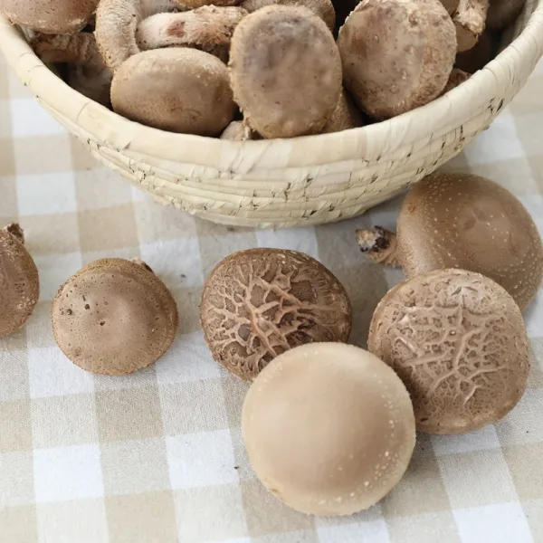 사천숲속표고 Gap친환경표고버섯 1박스 숲속표고gap친환경표고버섯1kg 못난이 