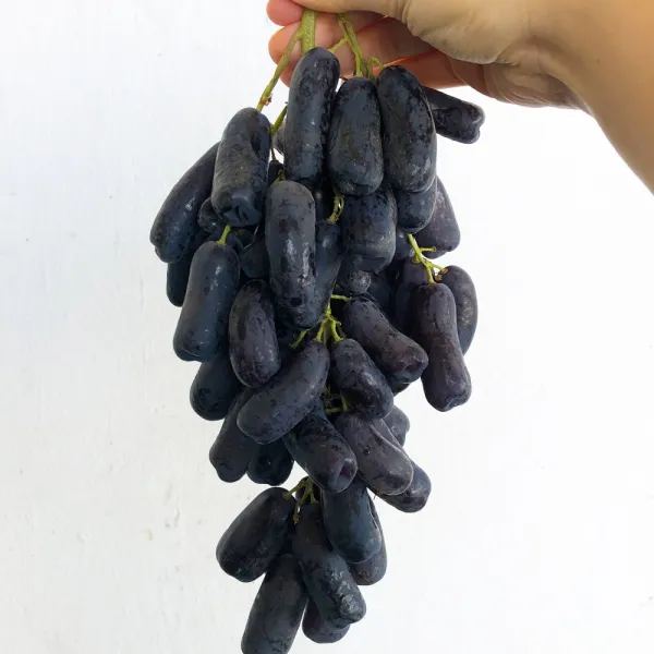 월드후레쉬 고당도 블랙사파이어 포도 가지포도 수입포도, 1박스, 블랙사파이어포도 2kg