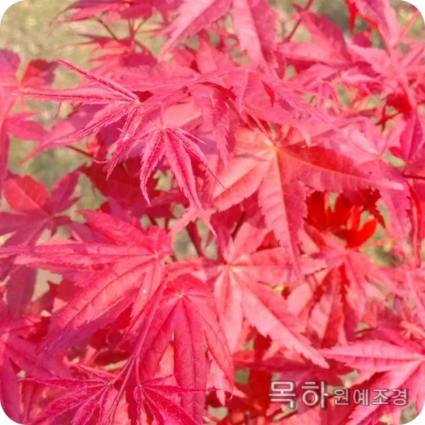 목하원예조경 단풍나무 홍희단풍 1미터전후 2년특묘