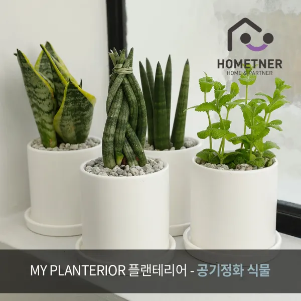 홈트너 실내공기정화식물 홈가드닝 집들이선물 개업 거실 인테리어화분, 1개, 1_1 로즈마리 극소