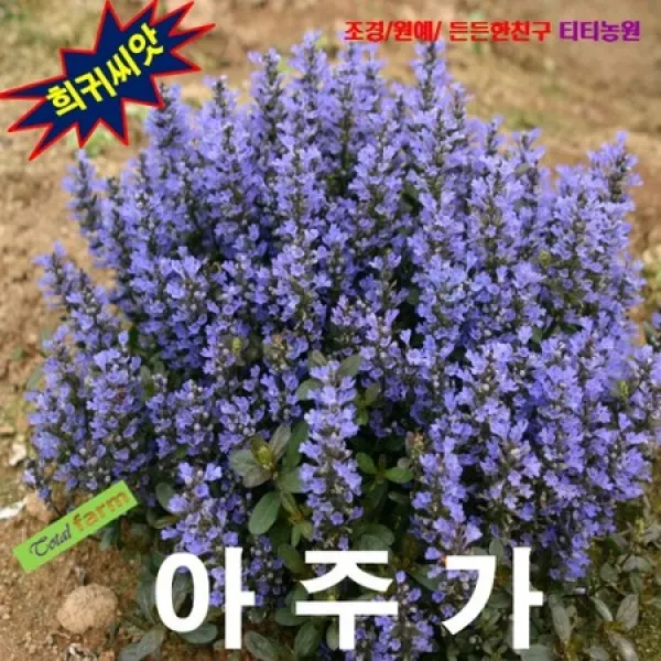(희귀씨앗) 아주가 Ajuga 10립, 상세페이지 참조
