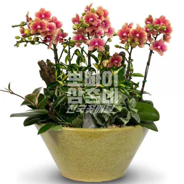 뽀빠이삼촌네 금나비 고급서양난 축하난 개업선물 이사선물 집들이선물 승진 취임식 화분