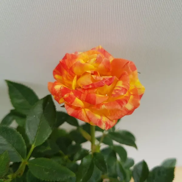 조이플랜트 카멜레온찔레(중품)