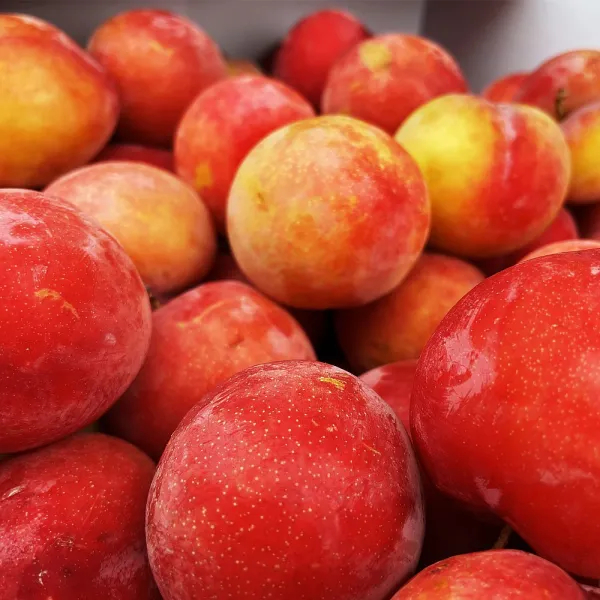 산지직송 상큼달콤 자두 5kg (30g내외/실중량), 1개