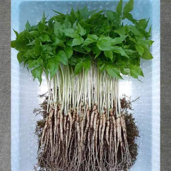 한우물농원 새싹삼 GAP인증 새싹인삼 산지직송, 중 50뿌리, 1박스