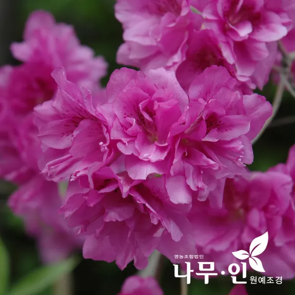 [나무인] 겹철쭉 분뜨기 5그루