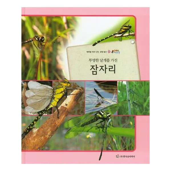 올빼미 자연관찰 02 투명한 날개를 가진 잠자리 (곤충류)