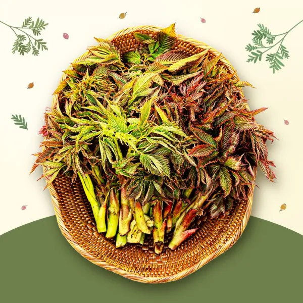 [당일수확] 눈개승마 4kg / 강원도 인제 제철 봄나물 삼나물 눈개승마