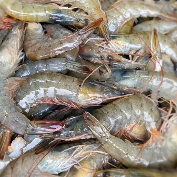 21년 팔딱팔딱 활새우출하! 흰다리새우외 냉동새우 칵테일새우 1개 활 흰다리새우1kg 40미내외