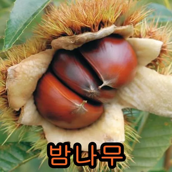 밤나무 접1년특묘 1그루+ 왕오디나무 1그루 묶음 나무 묘목 과일나무 유실수