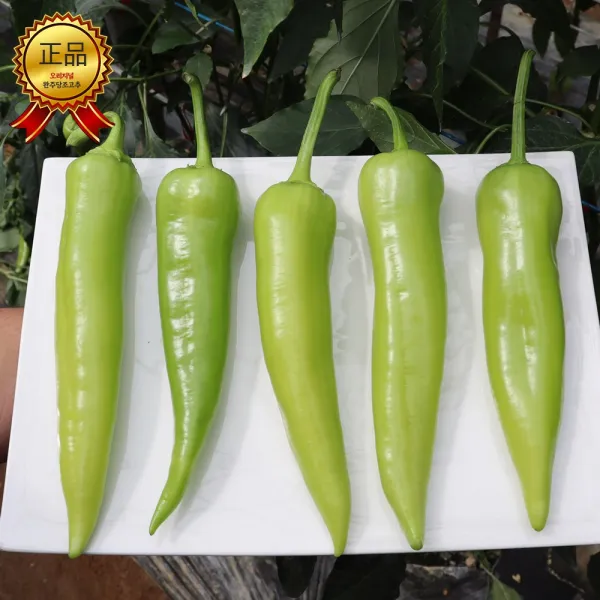 [청년감별사] 완주 주문시 수확배송 당조고추, 1box, 1k