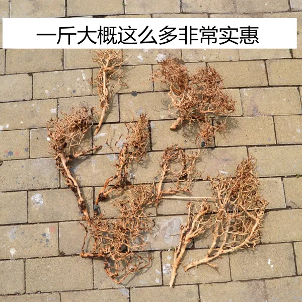 태국 나뭇가지 남미 브라질 모스 나무 풀항아리 진달래근 누르다 잔가지, 태국 가지 한근
