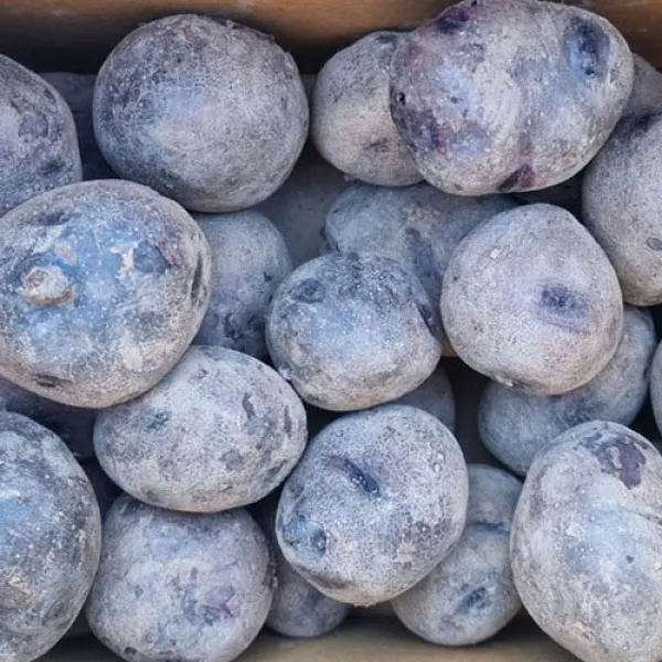 [땅끝파머스] 자영 감자 보라색 감자 색깔 감자 해남 산지 직접 생산 3kg 5kg (크기골고루), 자영감자 3kg (크기골고루)
