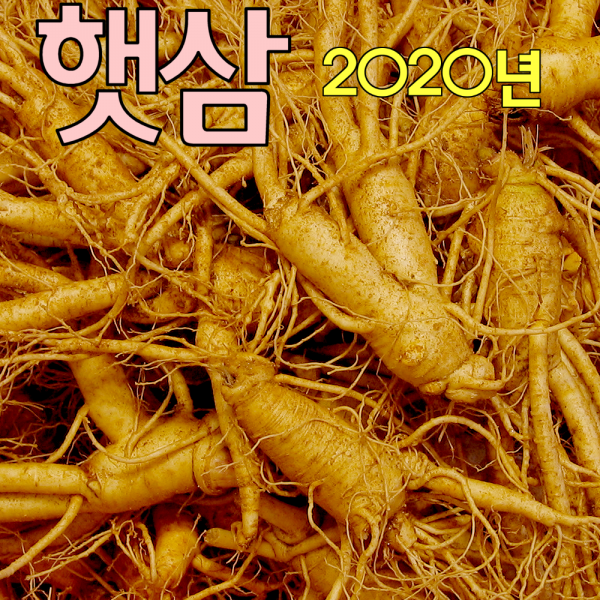 금산인삼아줌마 2호 6년난발삼 500g 산지에서 발송 가정용 수삼 1개 6년난발삼 2호 500g