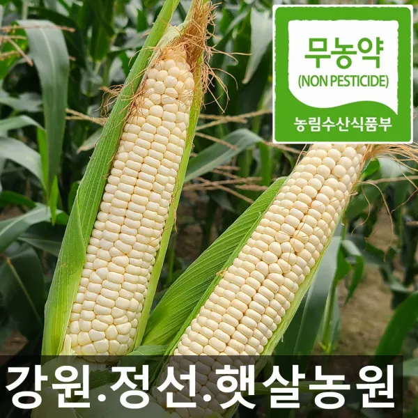 (햇살농원) 강원 정선 흑찰&미백찰옥수수 선택구매_친환경.무농약 농산물, 30개, 정선(미백)찰옥수수