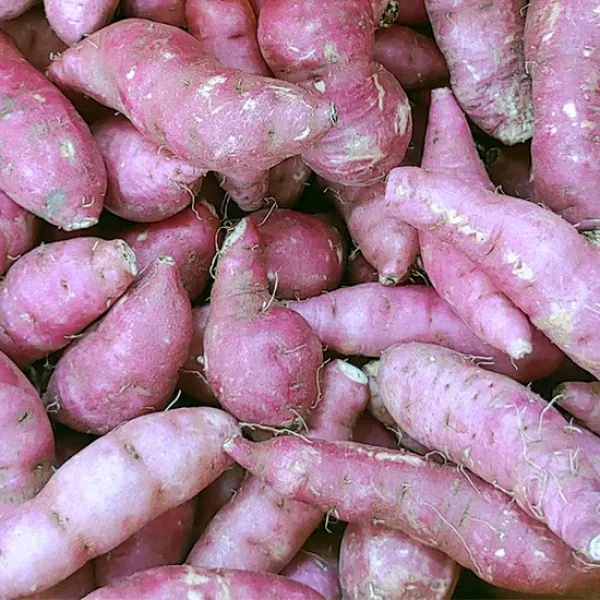 보석 해남 밤고구마 5kg/한입, 없음, 상세설명 참조