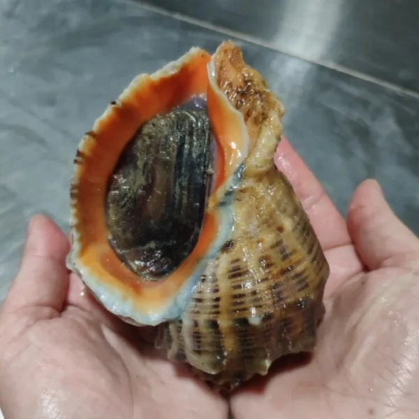 자연산 뿔소라1kg 해녀채취, 1개, 참소라1kg(8미내외)