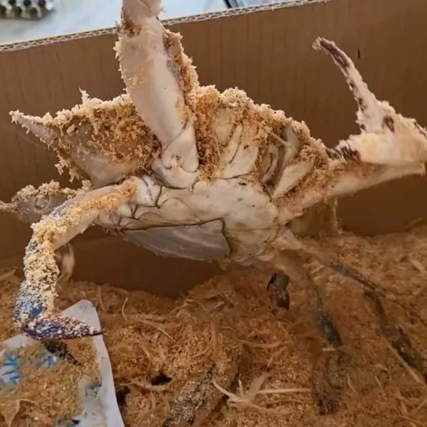 서해안 태안 제철 활 톱밥꽃게 2kg 3kg