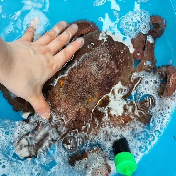 한결 돌문어 1-3마리 1kg 급속동결, 1box