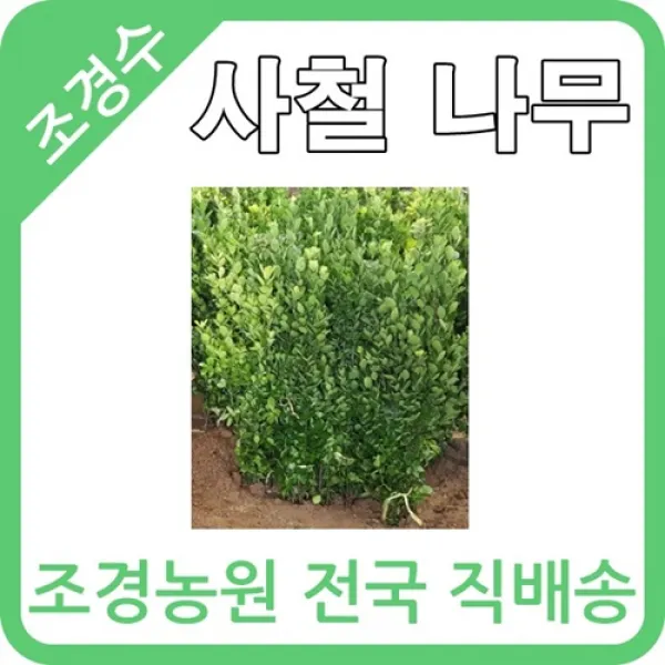 대한조경농원 사철나무 H0.8~ H1.8 (10그루묶음), 사철나무 H1.5~1.8 (10그루)
