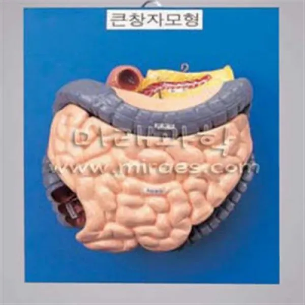 큰창자구조모형/과학교구/기기/실험/mrr/71085 완구 매트 자연 과학완구 망원경