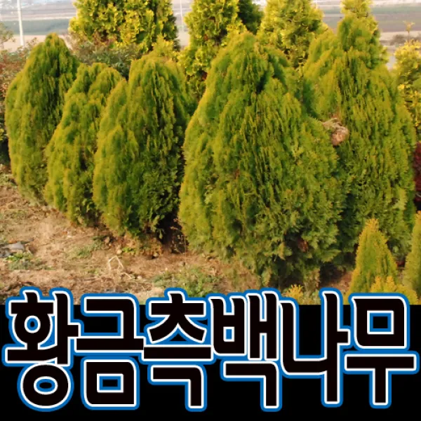 순희농장 황금측백50cm 65cm 80cm전후 황측백나무 황금측백묘목 울타리 관상수 폐차 방음 방품, 1개, 황금측백분50cm전후
