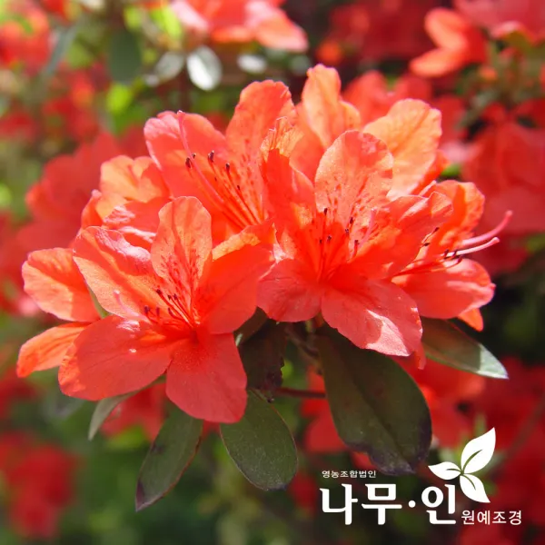[나무인] 영산홍철쭉 10그루