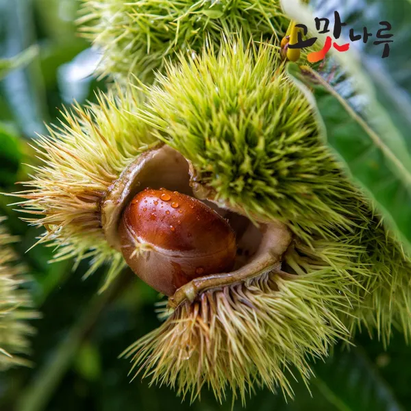 고맛나루 알밤 4kg(대) 토종햇밤 공주사곡농협, 단품