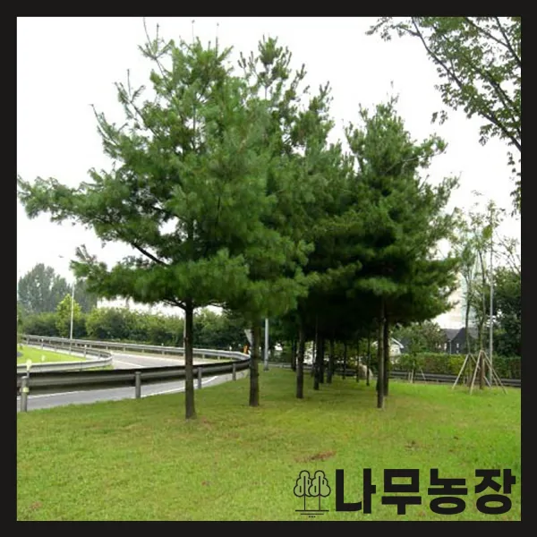 (나무농장) (평일당일발송) 스트로브잣나무 키 1.5m내외 분