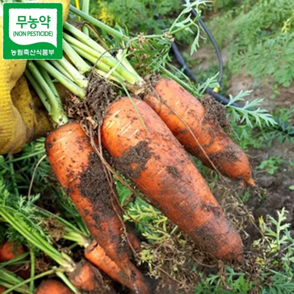 [요빠] 산지직송 제주 구좌 무농약 당근 3kg 주스용 특품, 주스용 3kg