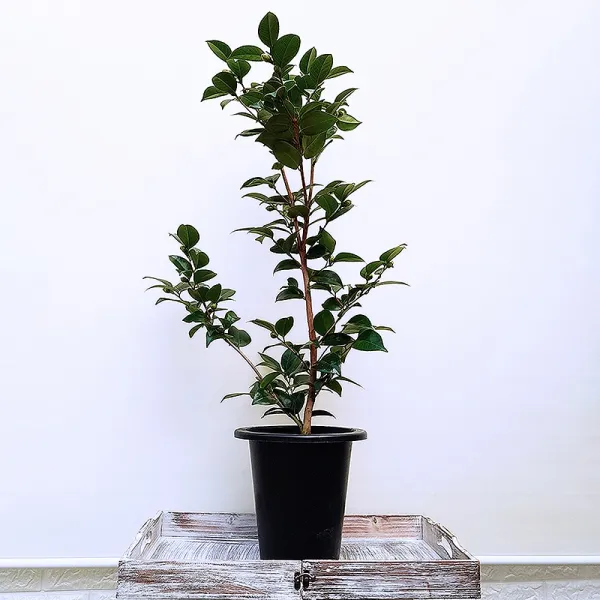 꽃파는농부 - 겨울꽃이 아름다운 동백나무, 중간사이즈(너비:24cm/높이:100cm내외)