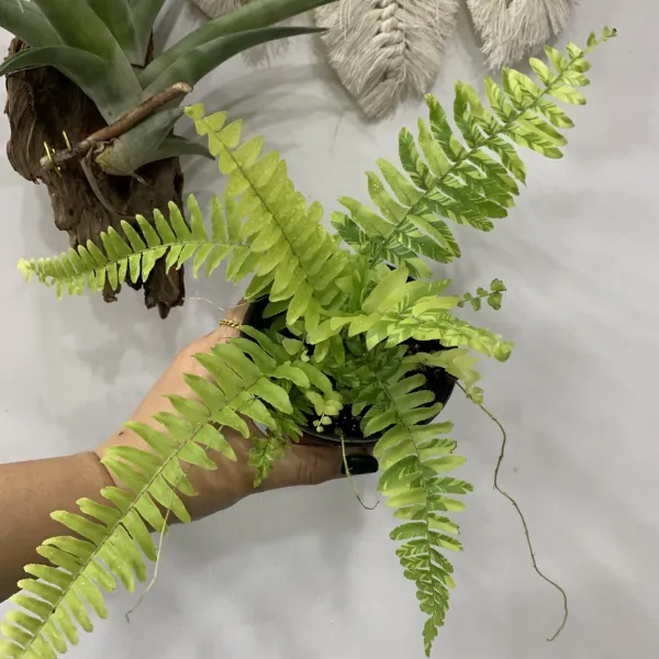 더라라플랜트/무늬보스톤고사리/10cm 포트