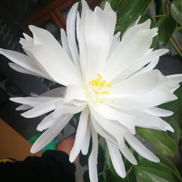 셀러문 인조 꽃 고대복장 우담화 소품 액세서리 해당화 영화관 실내 Wd7260a탁상용액자