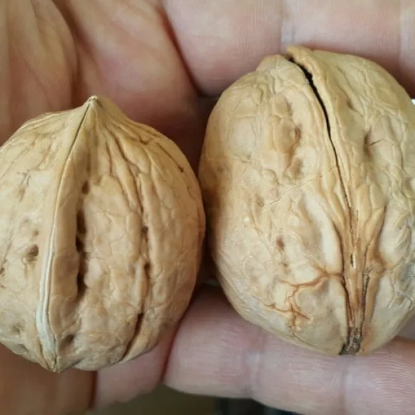 개량접목호두나무 신령 묘목 화분 특가판매!! 1개 신령 화분