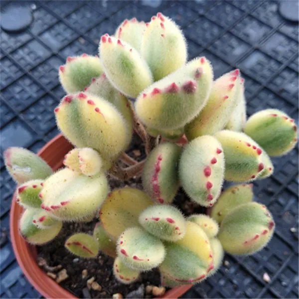 다육식물분재 흰곰 루비 광한궁 앙스노 자로랑 여왕의 붉은 테두리 달그림자 무지개 옥호고래 물집 실내의 탁자분재 흰곰 군생에서 여러마리의 늙은 말뚝이 빨간 발톱을 하고있다