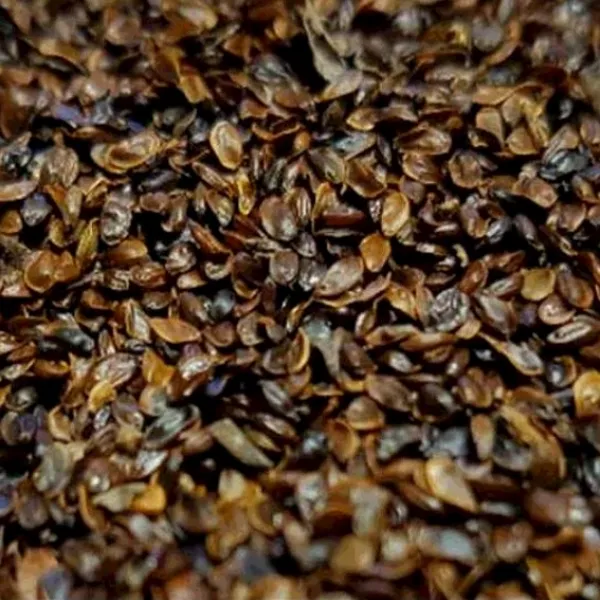 산애들농장(주) 도라지씨앗 100g 500g 1kg 국내산 무농약, 국내산 도라지씨앗 100g