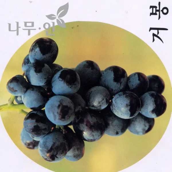 [나무인] 거봉포도묘목 5그루