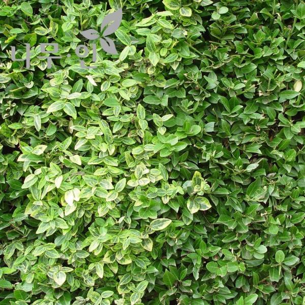  나무인 줄사철포트묘 10그루