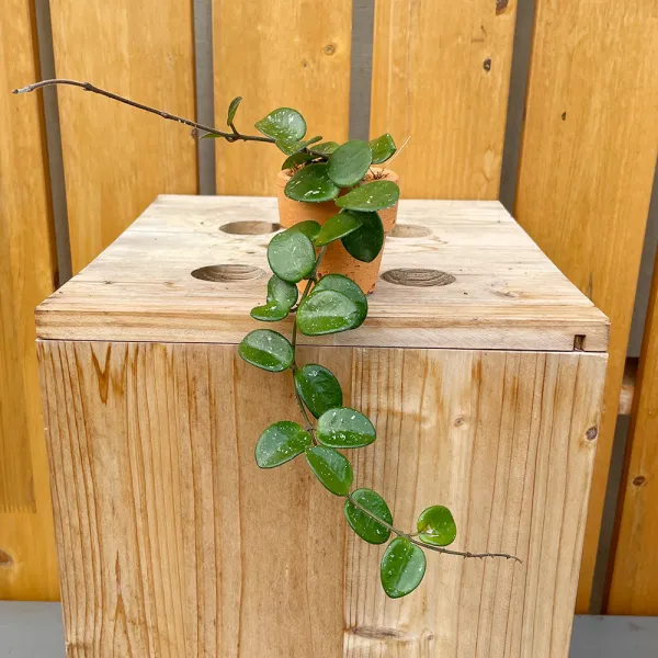 가꾸다 호야 마틸다 토분식재분 동글동글 잎장이 귀여운