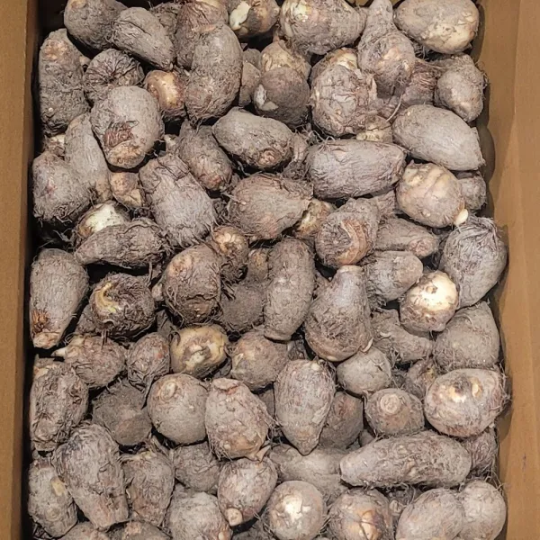 흙토란 보통,5kg,10kg국내산 백산상회, 1박스