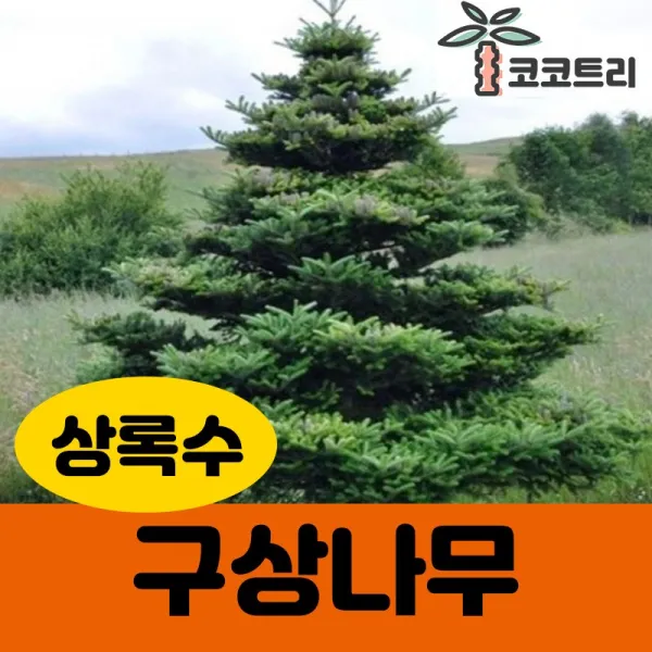 [코코트리] [조경수] 구상나무 묘목, 1개, [차량배송] 구상나무 수고 2.5m