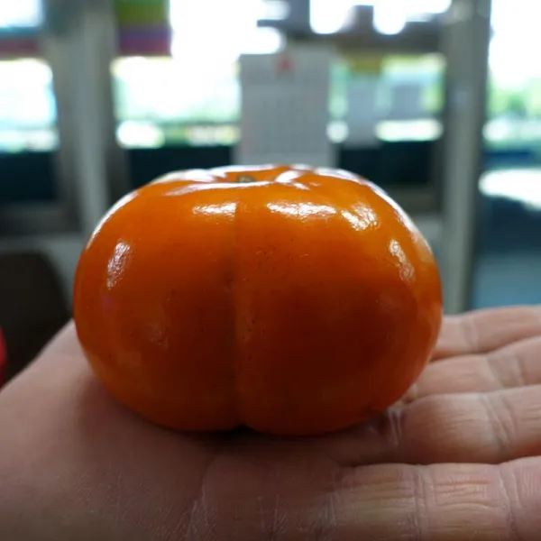 감나무 차량단감 R2cm(분) R0168