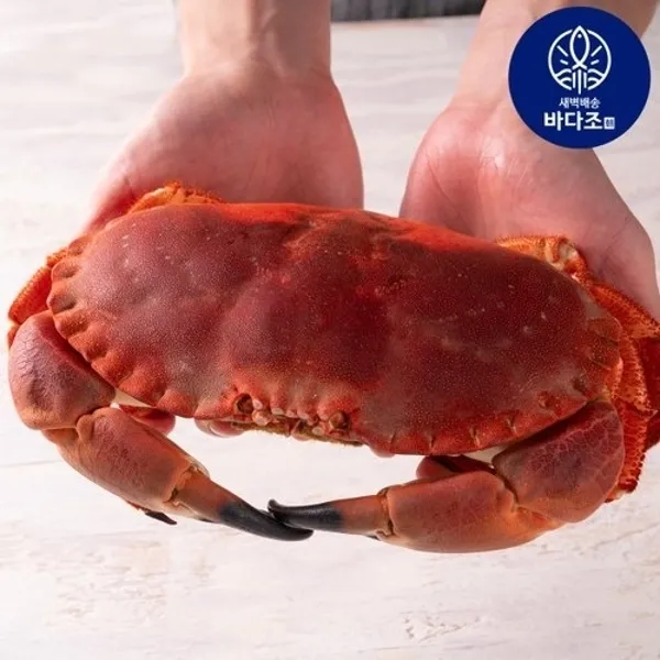 얌테이블 자숙 브라운 크랩 500g 4마리 드레스드 알, 기본상품