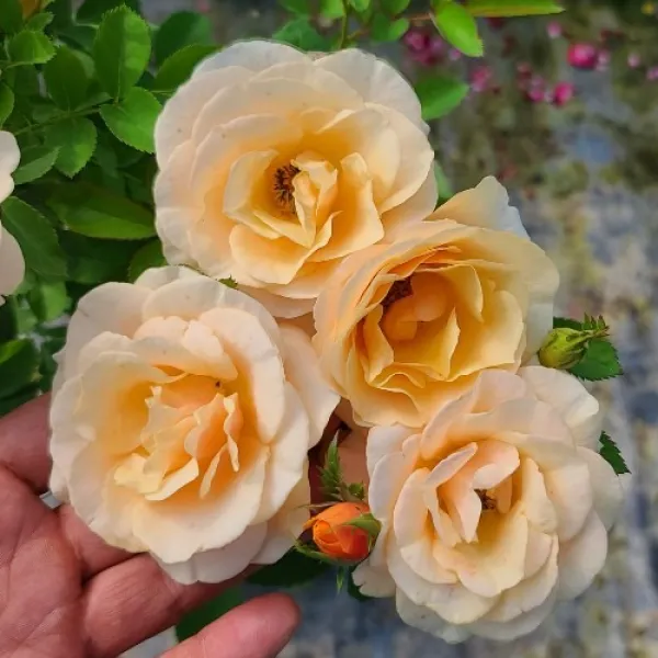 세종식물원 팰리스 스탠다드 사계 정원장미 묘목 컬렉션 6종류 화분 1개 캐서린 오렌지 